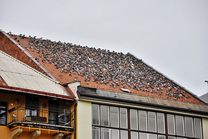 A2B Pest Control are able to install spikes to deter birds from roofs in Warwick. 