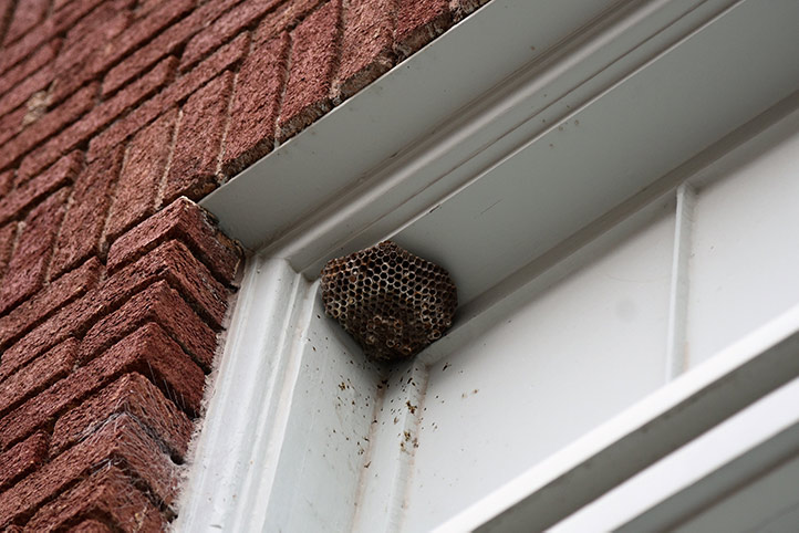 We provide a wasp nest removal service for domestic and commercial properties in Warwick.